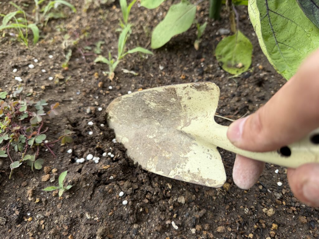 ナスの株元から離れた場所へ粒状肥料をまき、移植ごてで土となじませている様子