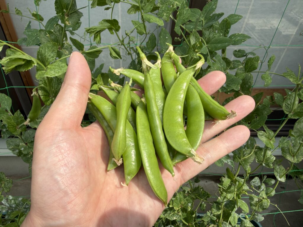 家庭菜園で朝に収穫し、手のひらにのせたスナップエンドウ