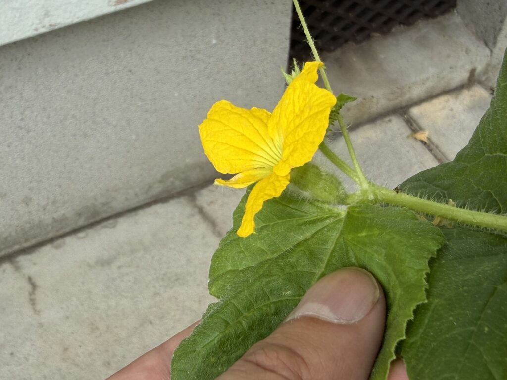 しぼんだ実の先に新しくついたころたんメロンの雌花