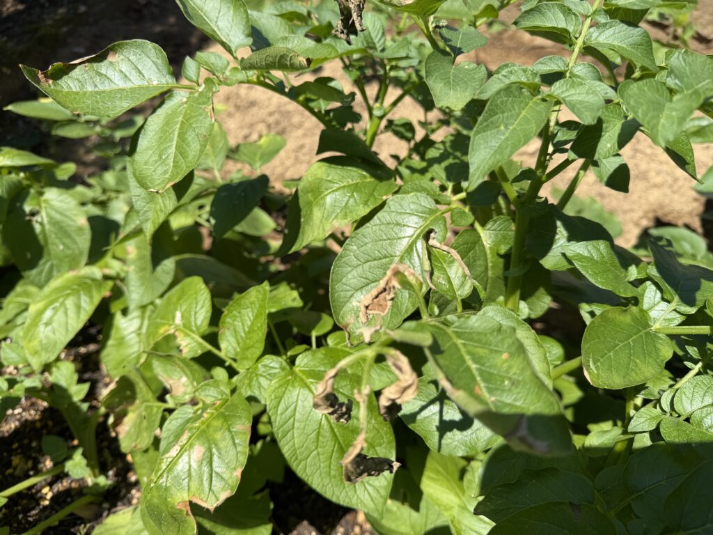 別のジャガイモの株の葉にも、茶色く枯れ込んだような不規則な傷みが出ている様子