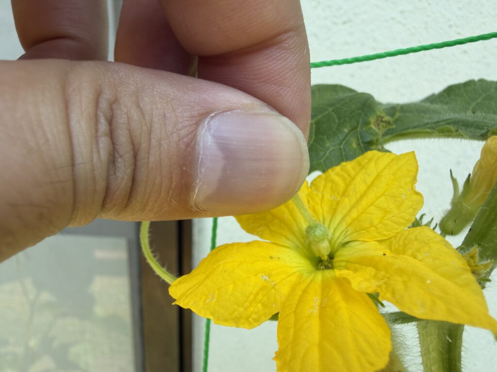 新しく咲いたころたんメロンの雌花に雄花の花粉をつけている様子