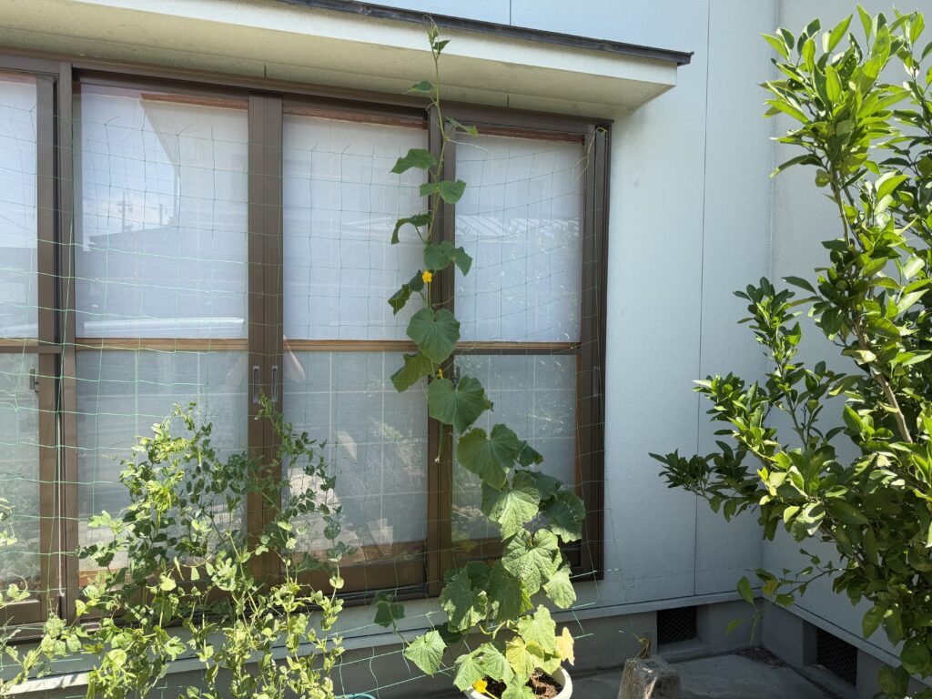 プランター栽培のきゅうり夏すずみの親づるが、ネットの上端を越えて軒下付近まで伸びている様子