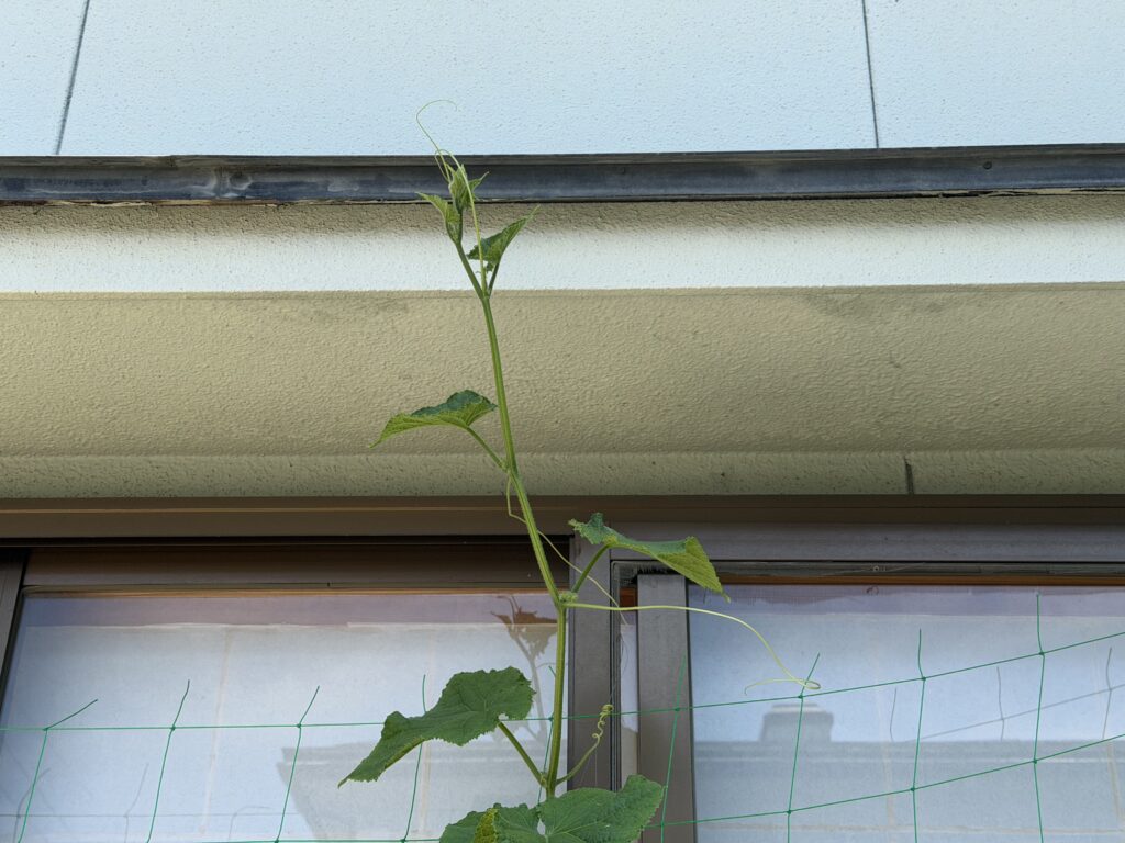 きゅうり夏すずみの親づるの先端が、ネットの上端より高い位置まで伸びている様子