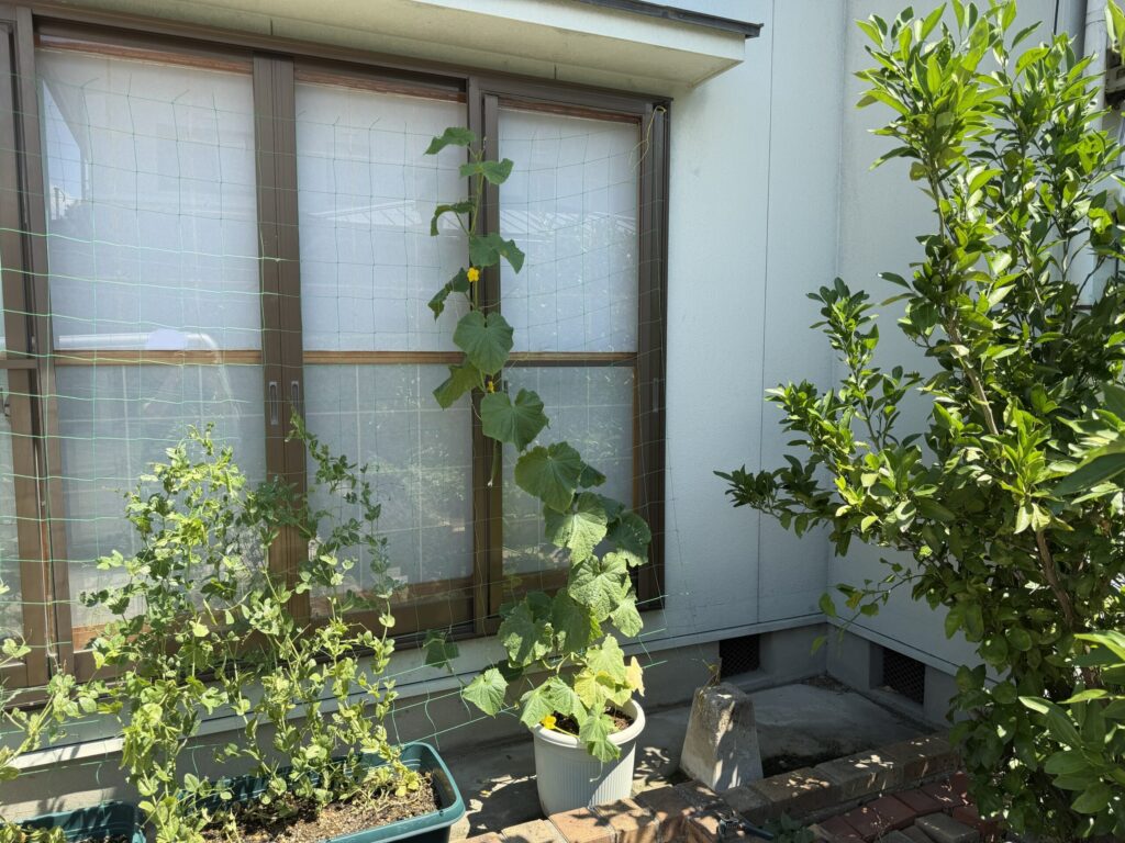 親づるの先端を摘心したあとの、プランター栽培のきゅうり夏すずみ全体の様子