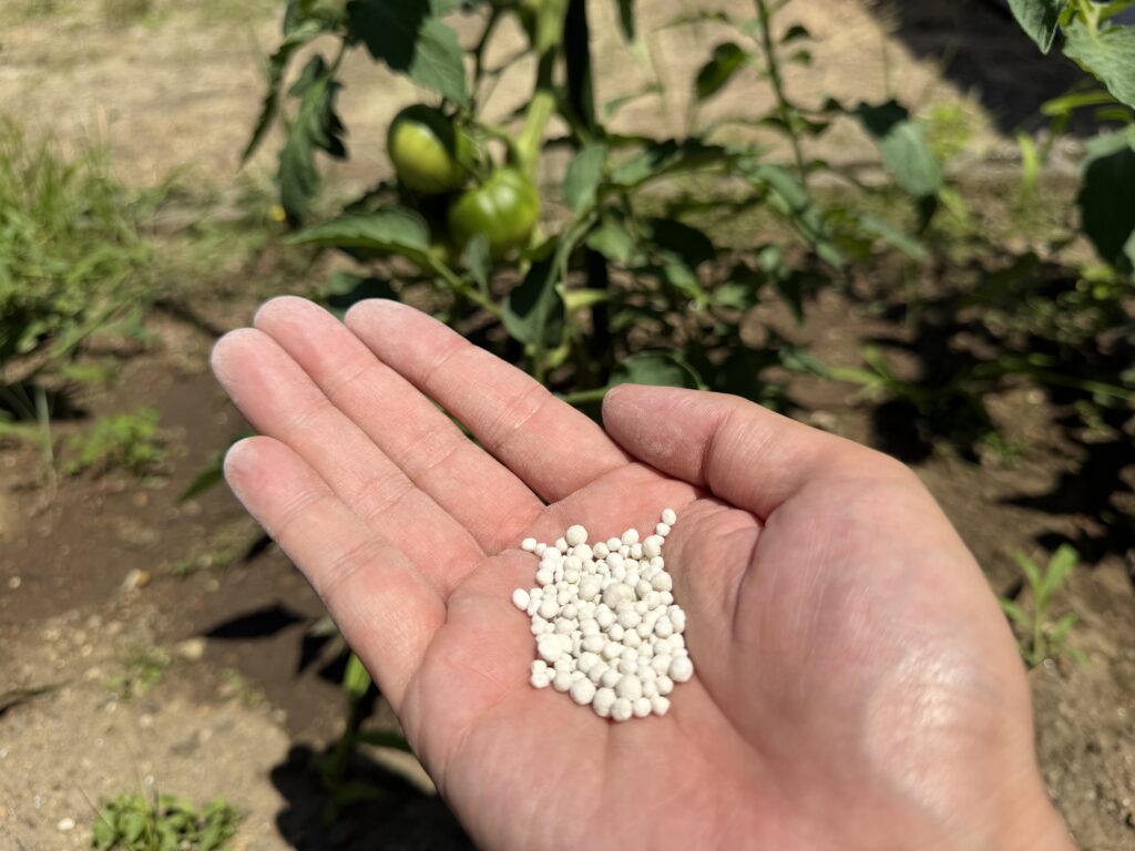 トマト桃太郎の追肥に使う白い粒状肥料を手のひらに載せた様子
