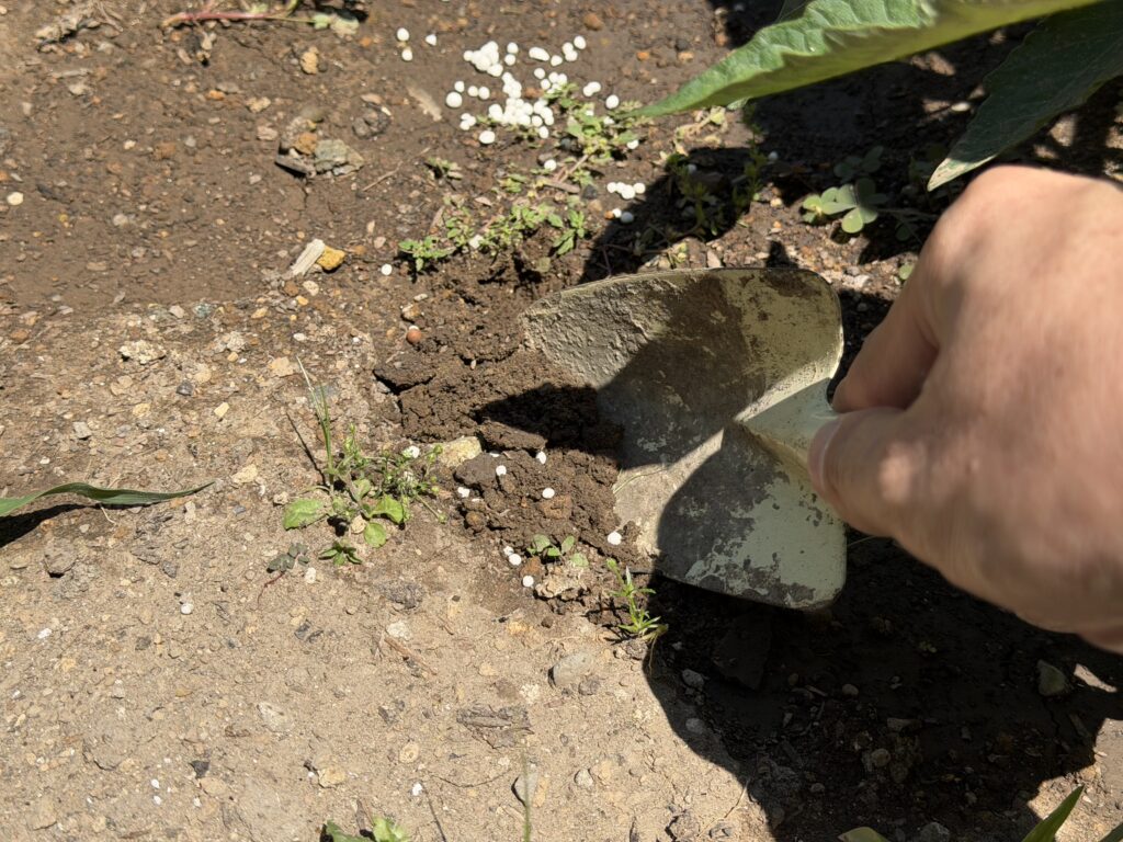 トマトの株元から少し離れた場所に粒状肥料をまき、シャベルで土と混ぜている様子
