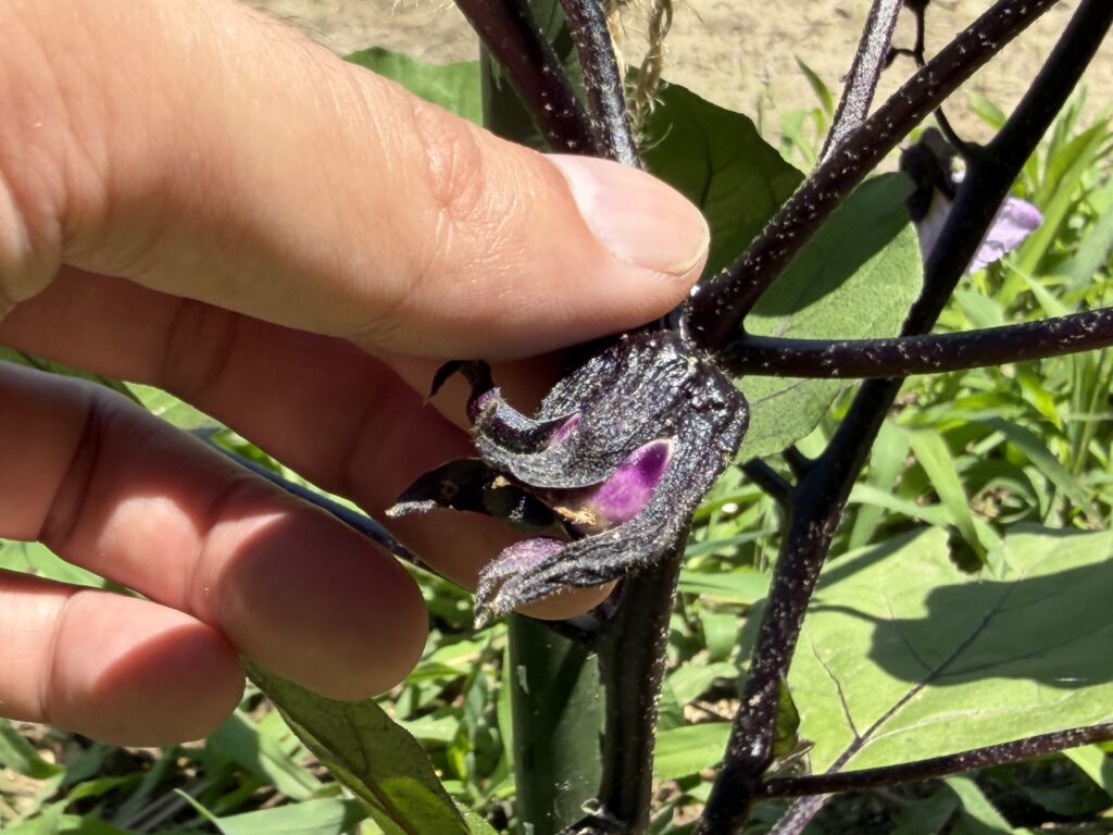 めしべが短かった花のあとに小さなナスの実がついている様子