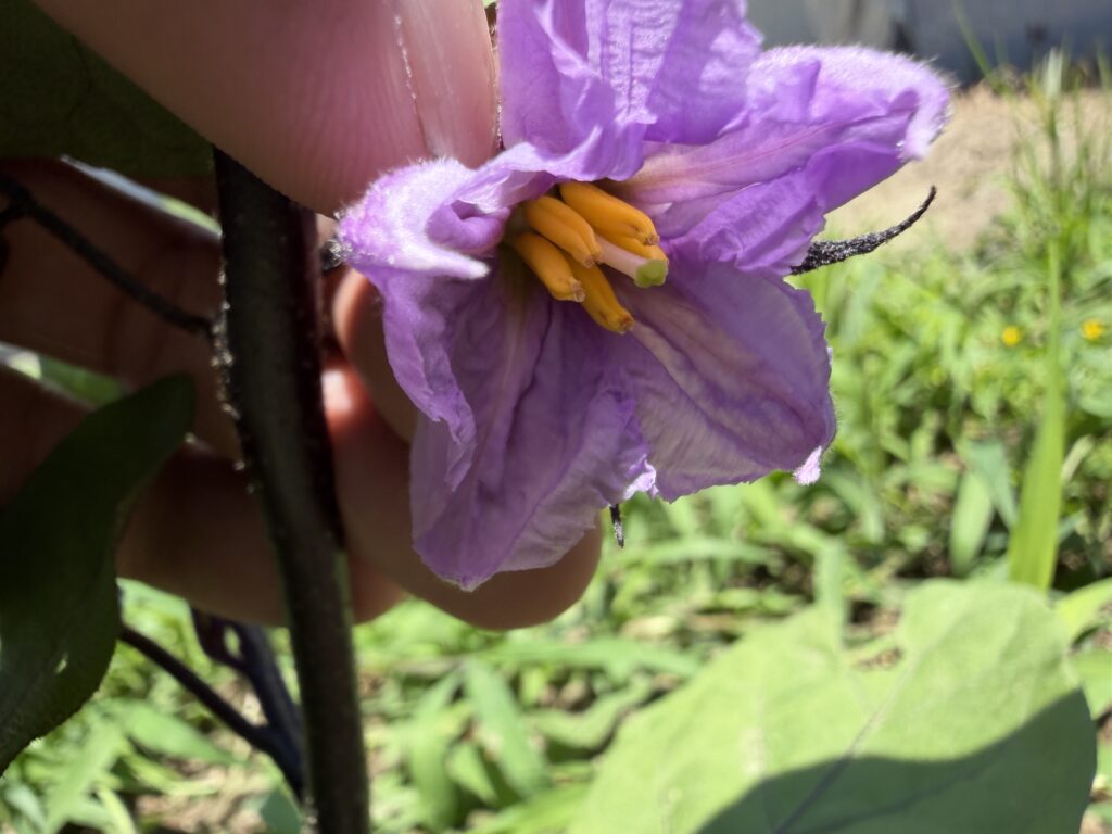 追肥後に咲いたナスの花で、緑色のめしべがおしべより長く伸びている様子