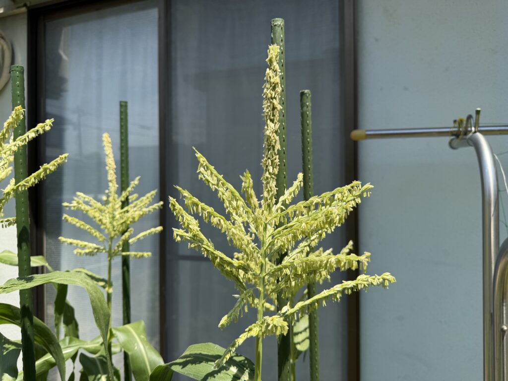 花粉を出す小さな花が開いたとうもろこしの雄穂