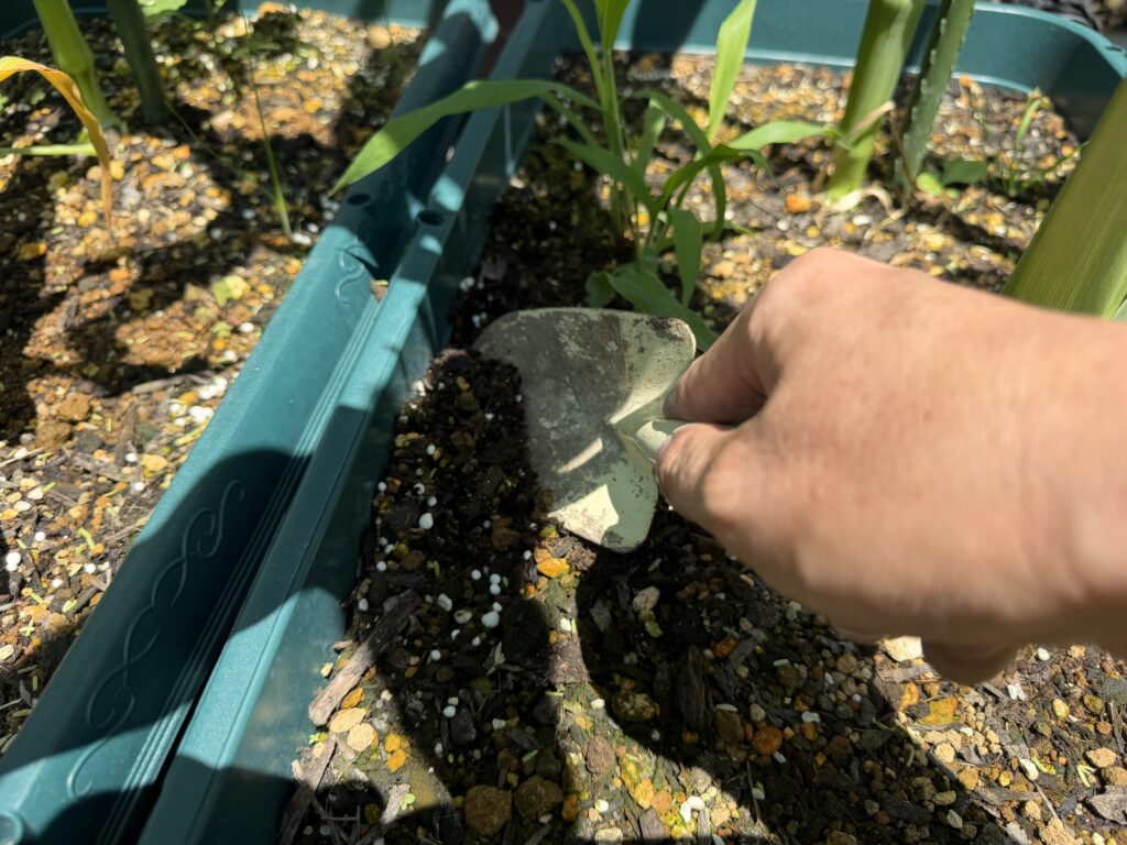 プランターにまいた化成肥料を移植ゴテで表土へ軽く混ぜ込んでいる様子