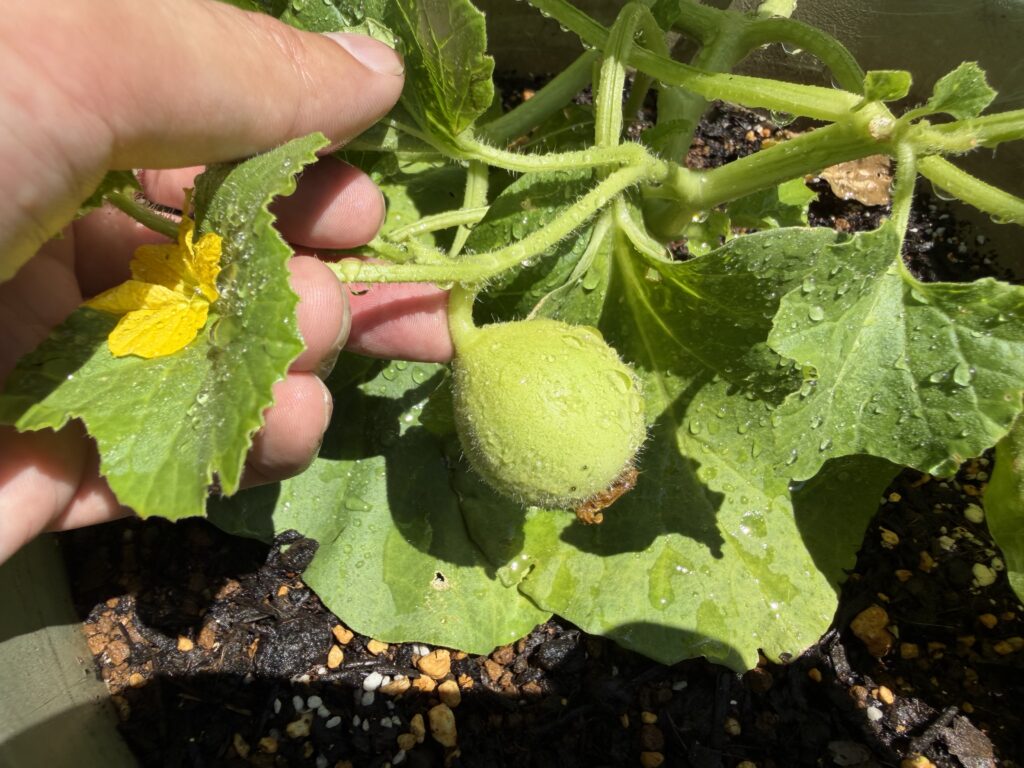 水やり中に株元の葉の陰で見つけた、膨らんだころたんメロンの実