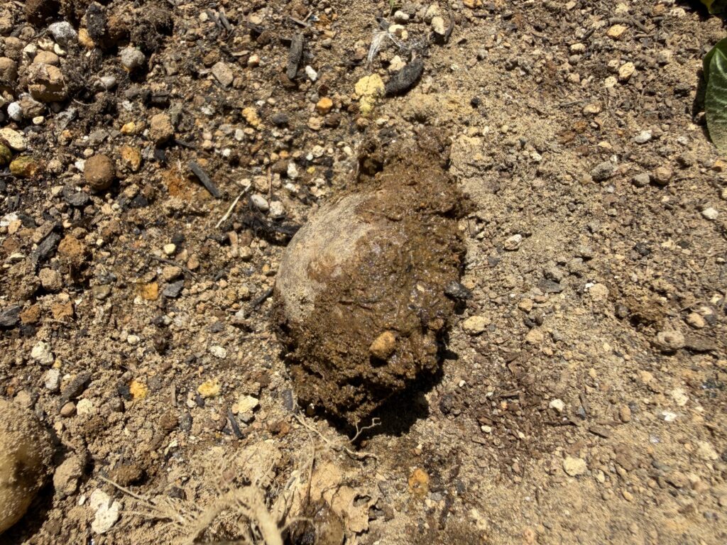 掘り起こしたジャガイモの株元に残っていた種芋が、茶色くドロッと柔らかくなっている様子