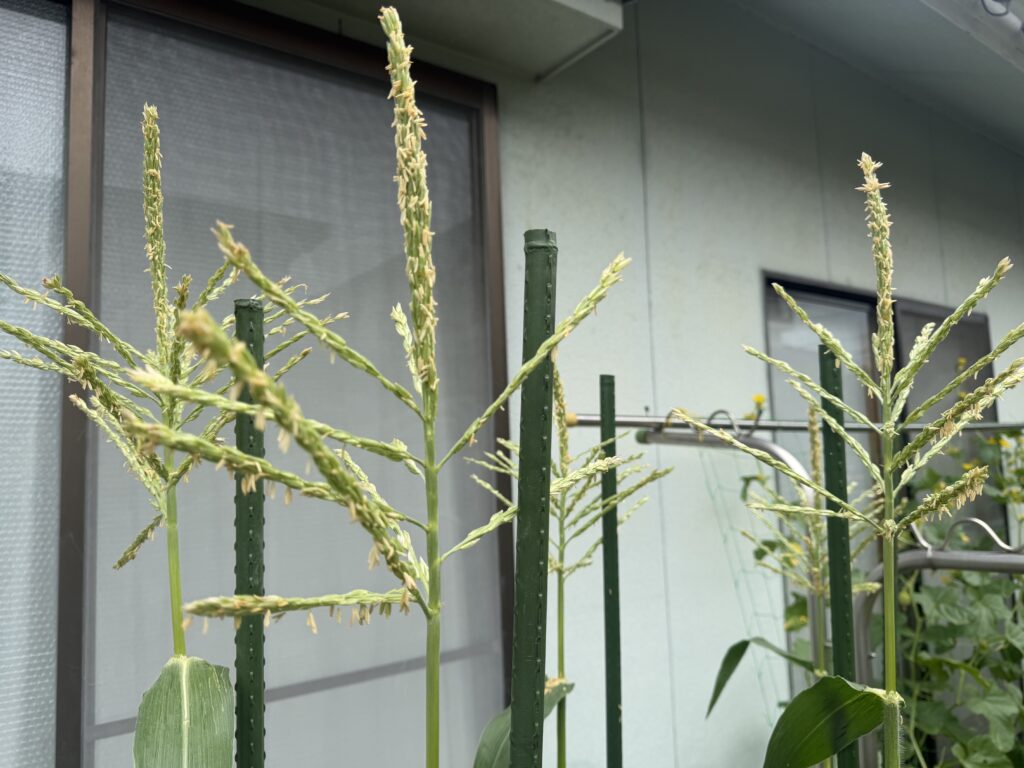 開花のピークを過ぎて花粉がほとんど残っていないとうもろこしの雄穂