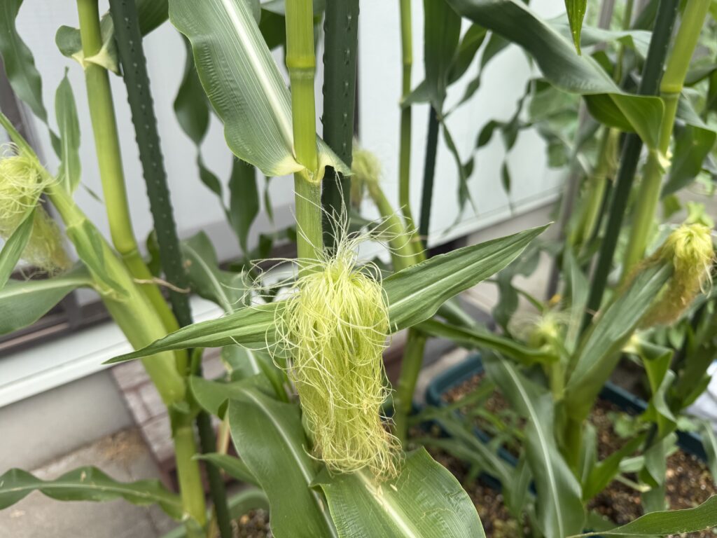 淡い黄緑色のヒゲの先端が少しずつ茶色に変わり始めたとうもろこしの雌穂