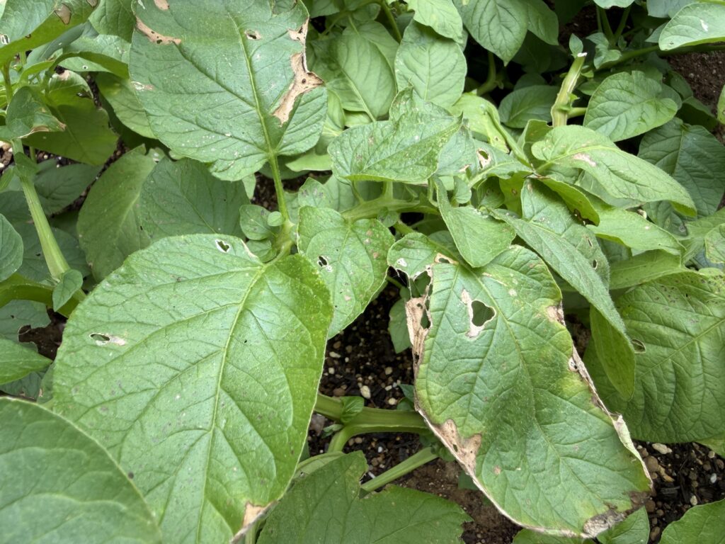 収穫前のジャガイモの株に、葉色の違いや茶色く傷んだ部分が見られる様子