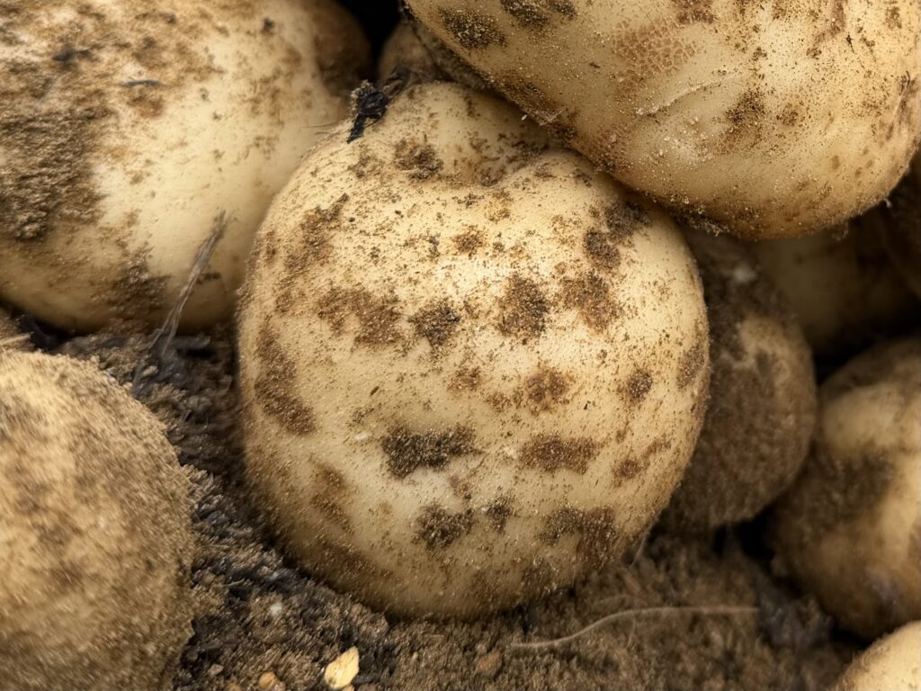 収穫したジャガイモの表面に、茶色い斑点状の模様が広がっている様子