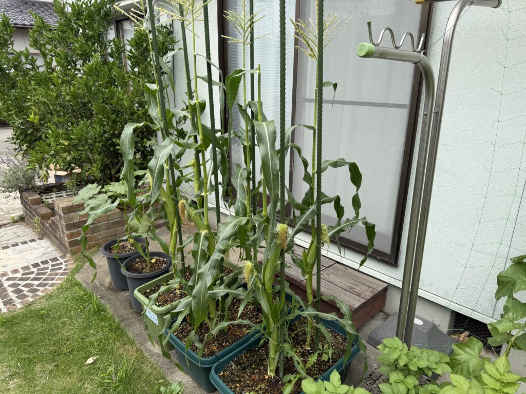 本命の雌穂とヤングコーンとして収穫する下の雌穂がついたプランターとうもろこし