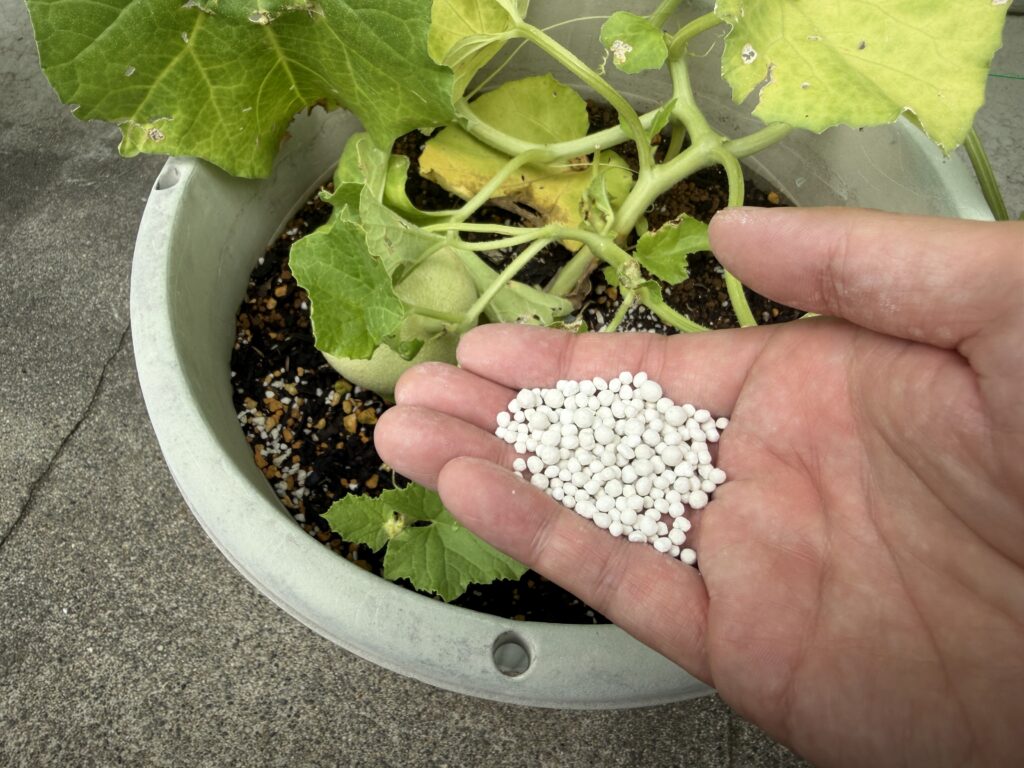 ころたん1株分として用意した約10gの粒状肥料を手に持っている様子
