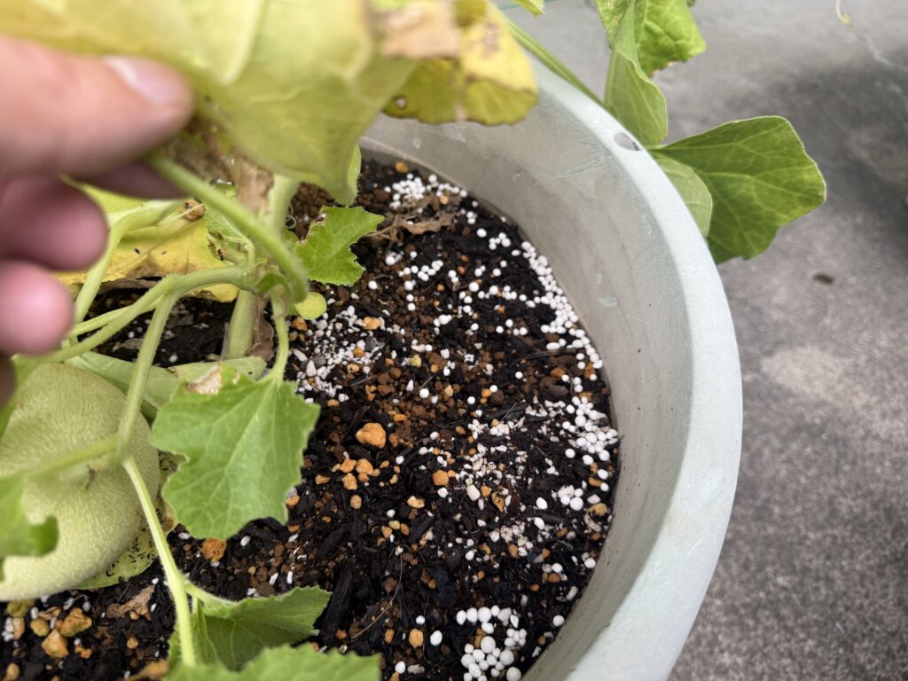 ころたんの株元を避けてプランターの土へ粒状肥料をまいた様子