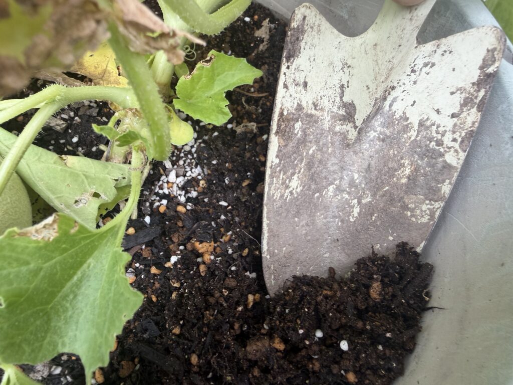 プランターにまいた粒状肥料を移植ゴテで表面の土へ混ぜ込んでいる様子