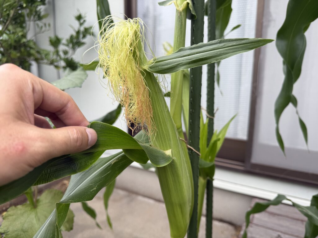 とうもろこしの雌穂の横から伸び、害虫ガードをかぶせる際に邪魔になる葉