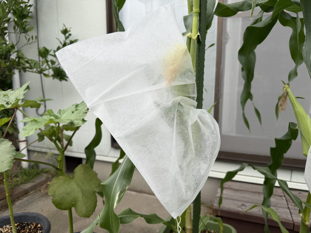 とうもろこしの雌穂とヒゲを不織布製の害虫ガードで覆った様子