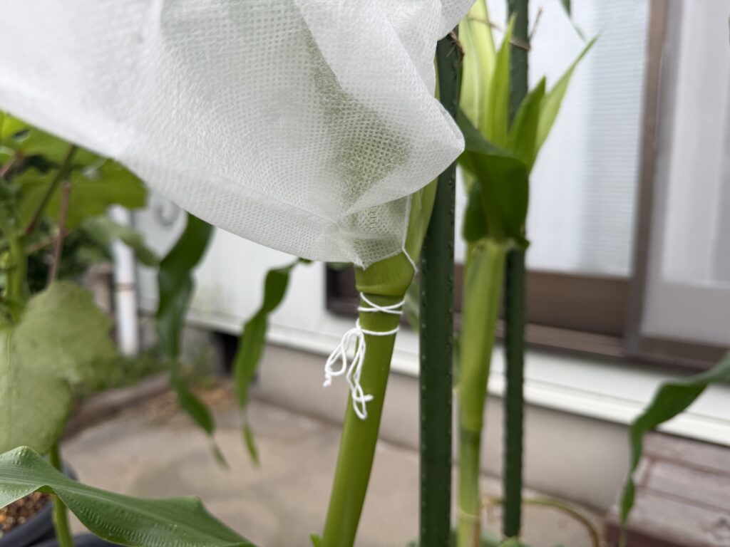 とうもろこし害虫ガードの紐を茎へ巻き、蝶結びで固定した部分