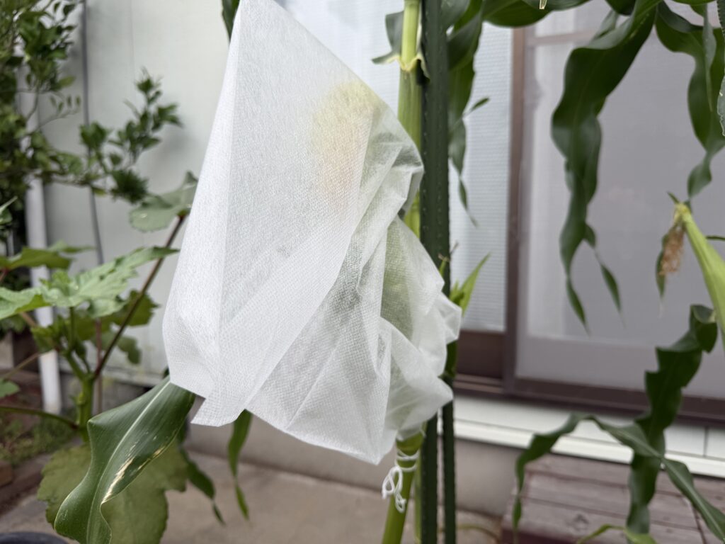 とうもろこしの雌穂へ不織布製の害虫ガードを取り付けた様子