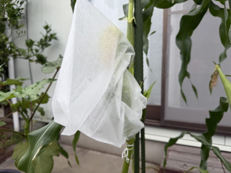 【家庭菜園】アラフィフおやじのプランター栽培｜「とうもろこし害虫ガード」を装着！葉と紐の扱いにひと苦労