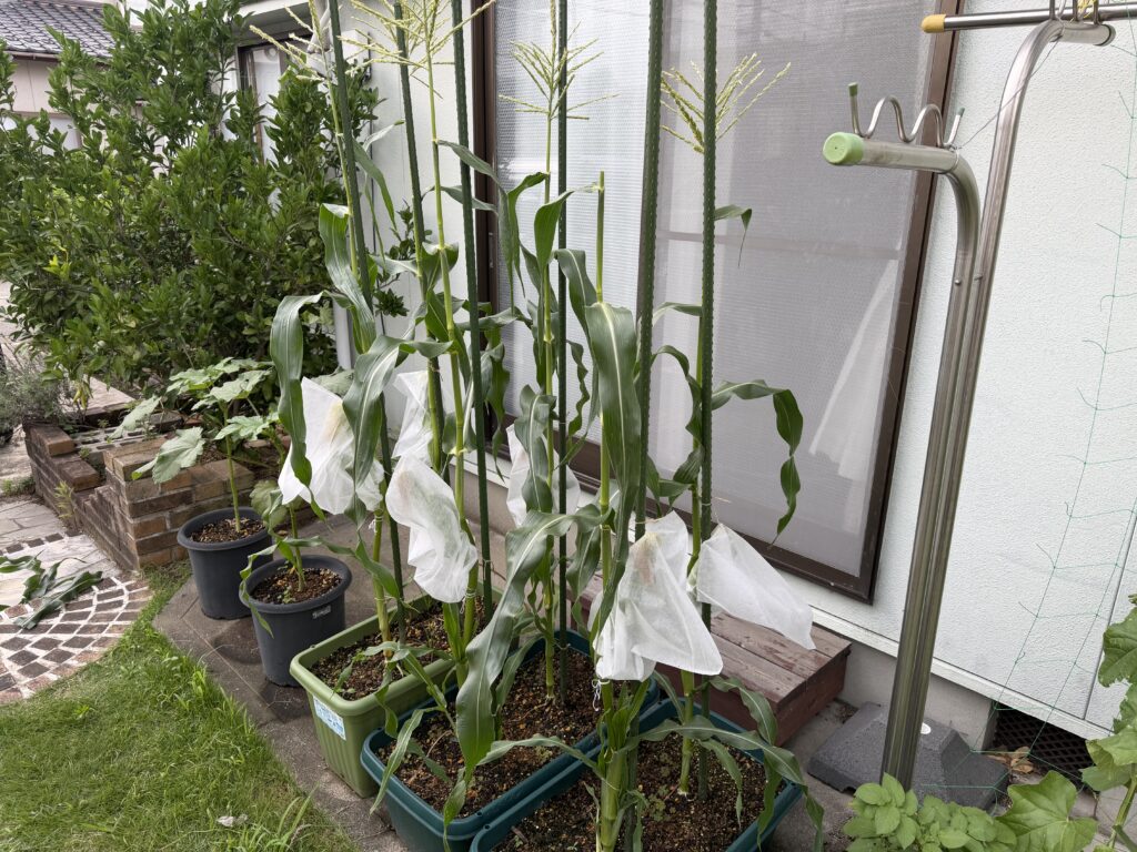 3つのプランターで育てている6株のとうもろこしへ害虫ガードを取り付けた全体の様子