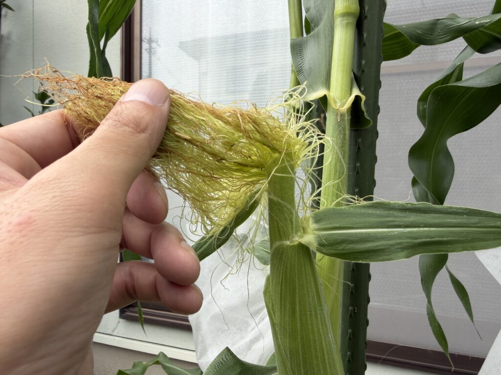 とうもろこしのヒゲを手で持ち上げ、害虫がいないか確認している様子
