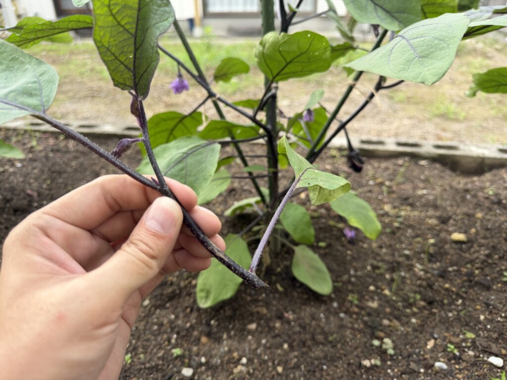 整枝で切り取った、葉と花芽がついたナスの側枝