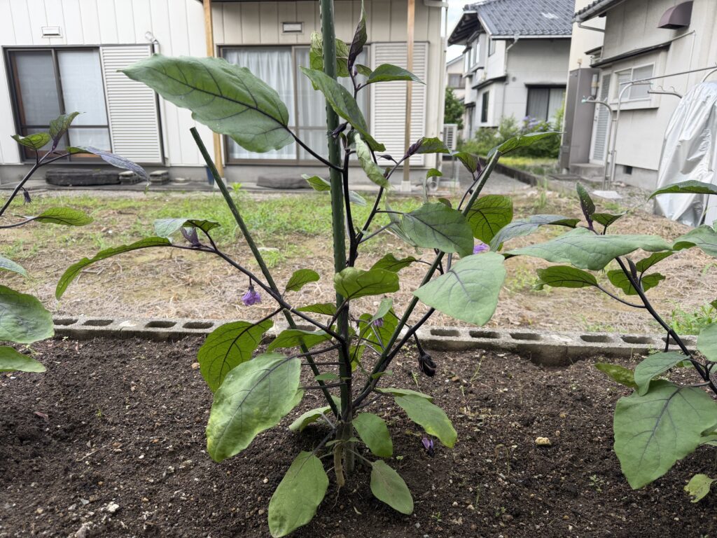 主枝と勢いの良い側枝2本を残し、3本仕立てに整枝したナスの株