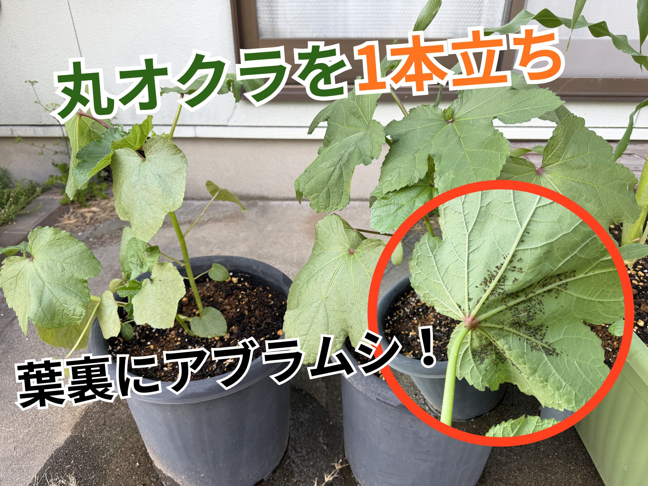 大きく育った丸オクラ2鉢と葉裏に発生したアブラムシ