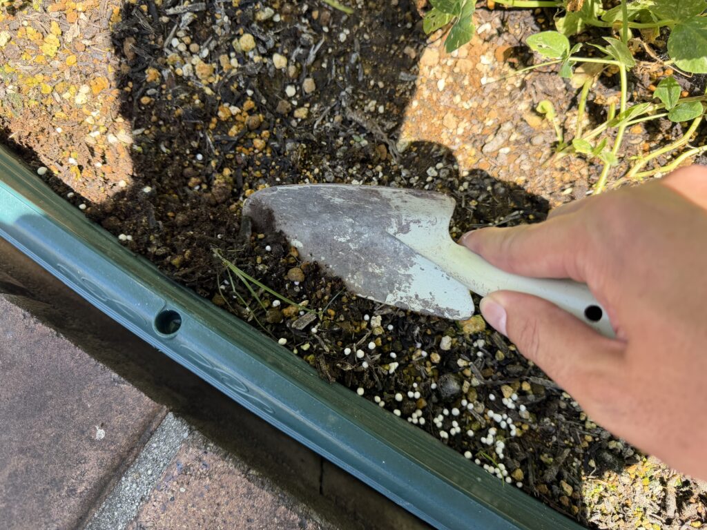スナップエンドウのプランターで化成肥料を土になじませている様子