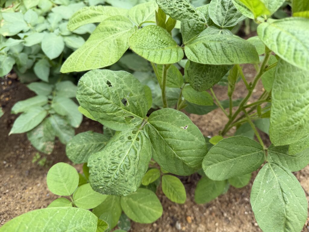枝豆の葉に虫食いのような穴や少し傷んだ葉が見られる様子