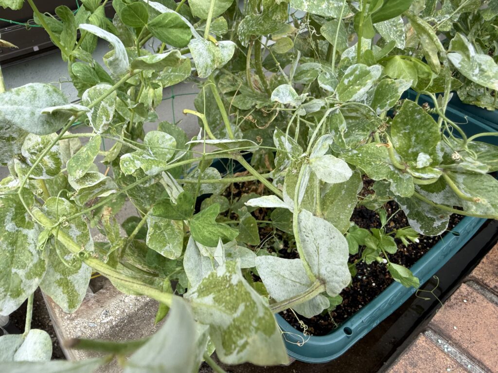 うどんこ病と思われる白い粉状の症状が広がったスナップエンドウの葉