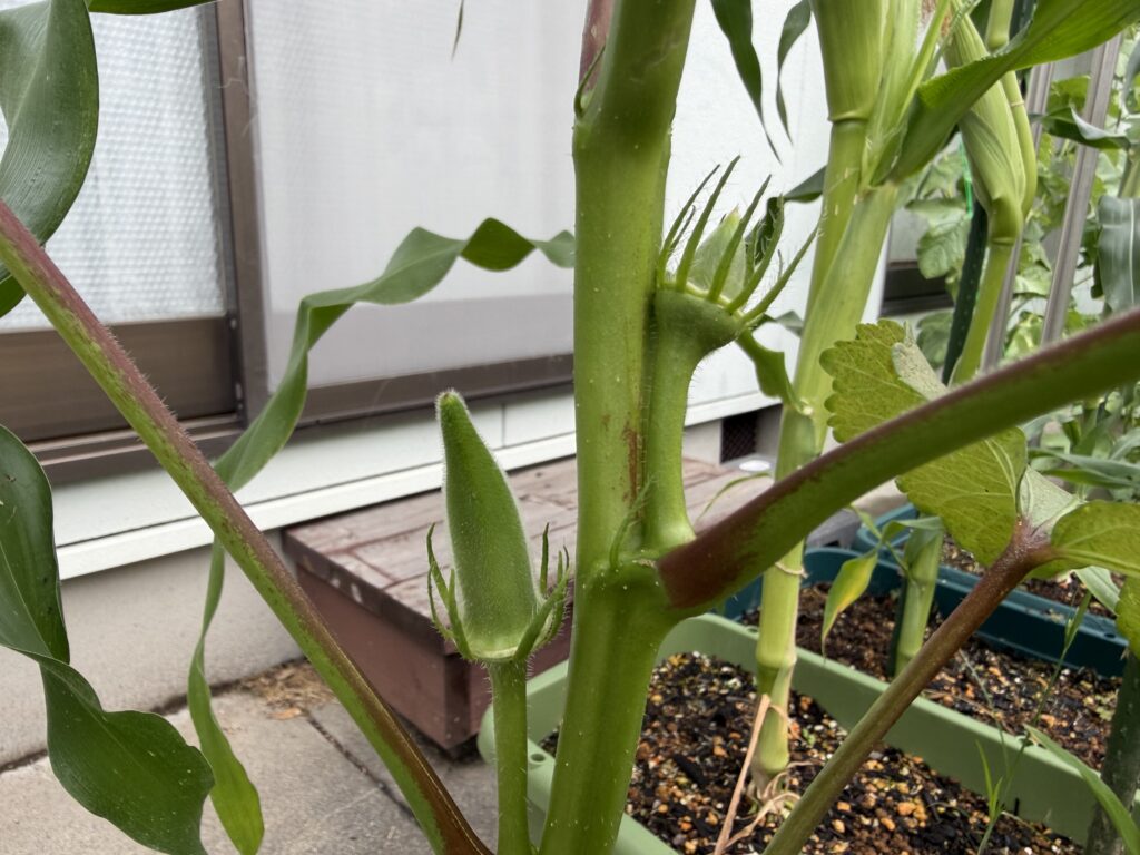丸オクラの茎にできた若い実の様子
