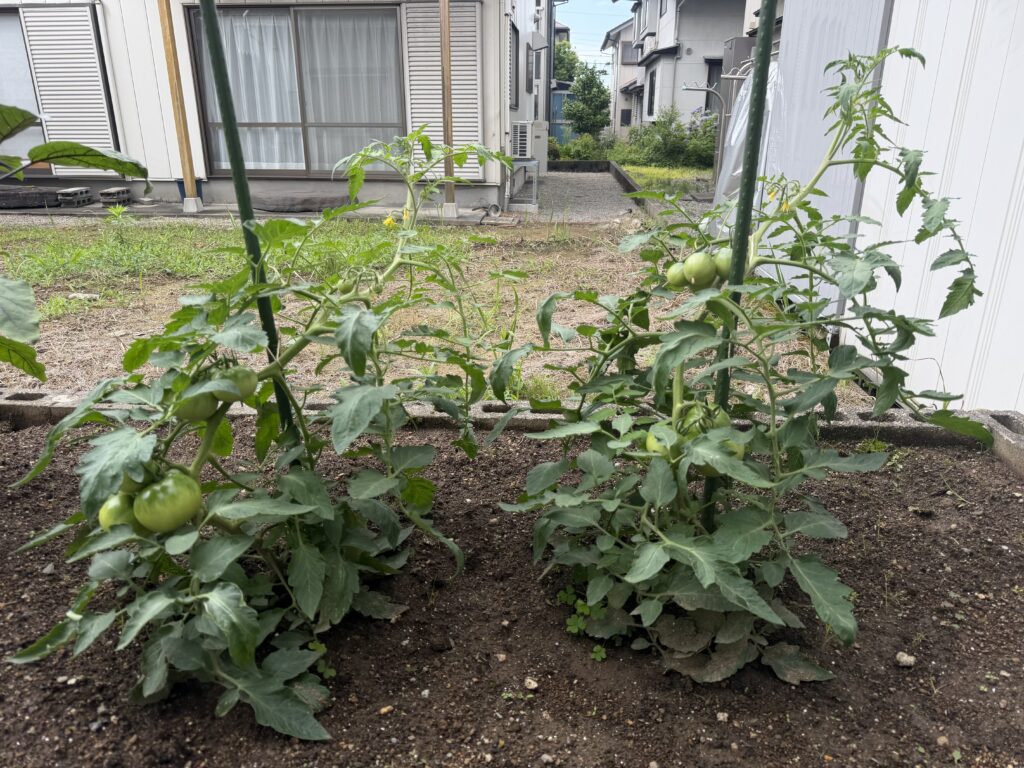 本支柱に沿って成長し、青い実をつけているトマト桃太郎2株の全体
