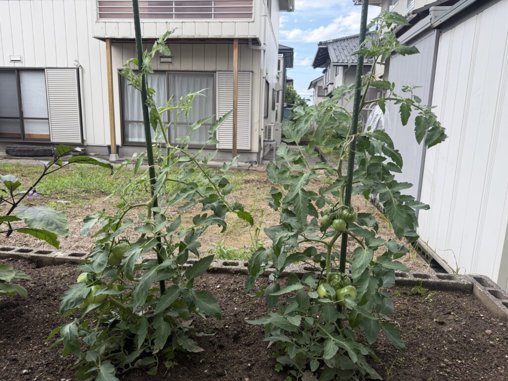 本支柱に沿って伸びたトマト桃太郎の主茎に誘引ひもを追加した様子