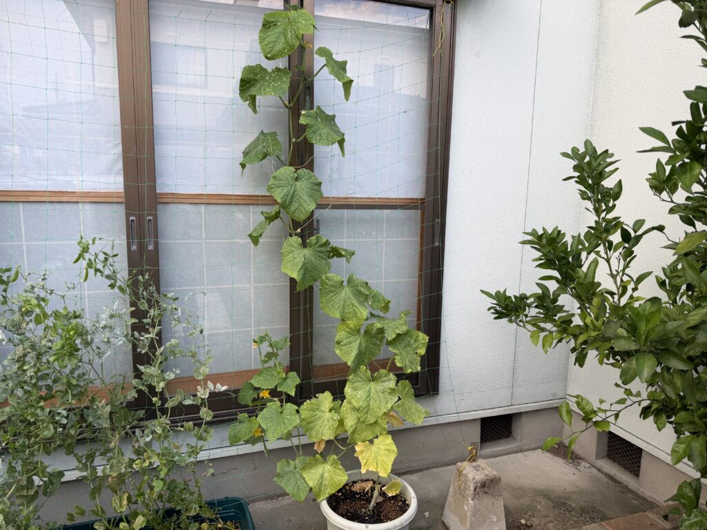 プランター栽培のきゅうり夏すずみの葉色が薄くなり、下の方の葉が黄色くなってきている様子
