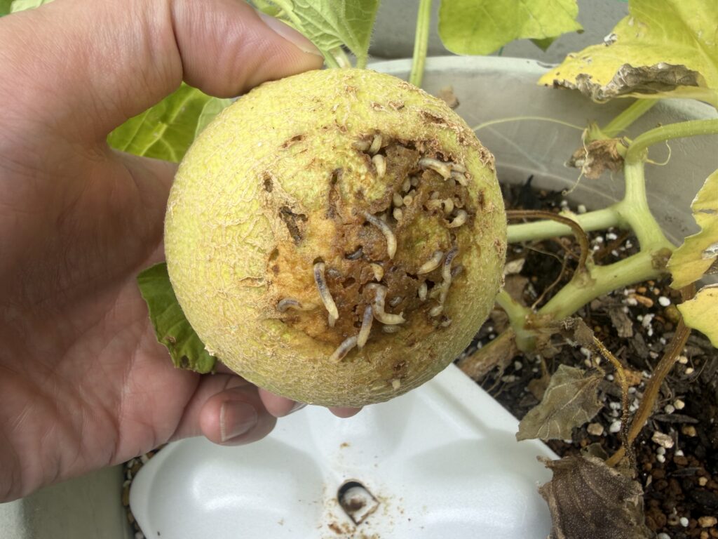 メロンマットに乗せていたころたんの実の傷んだ部分に虫が発生している様子