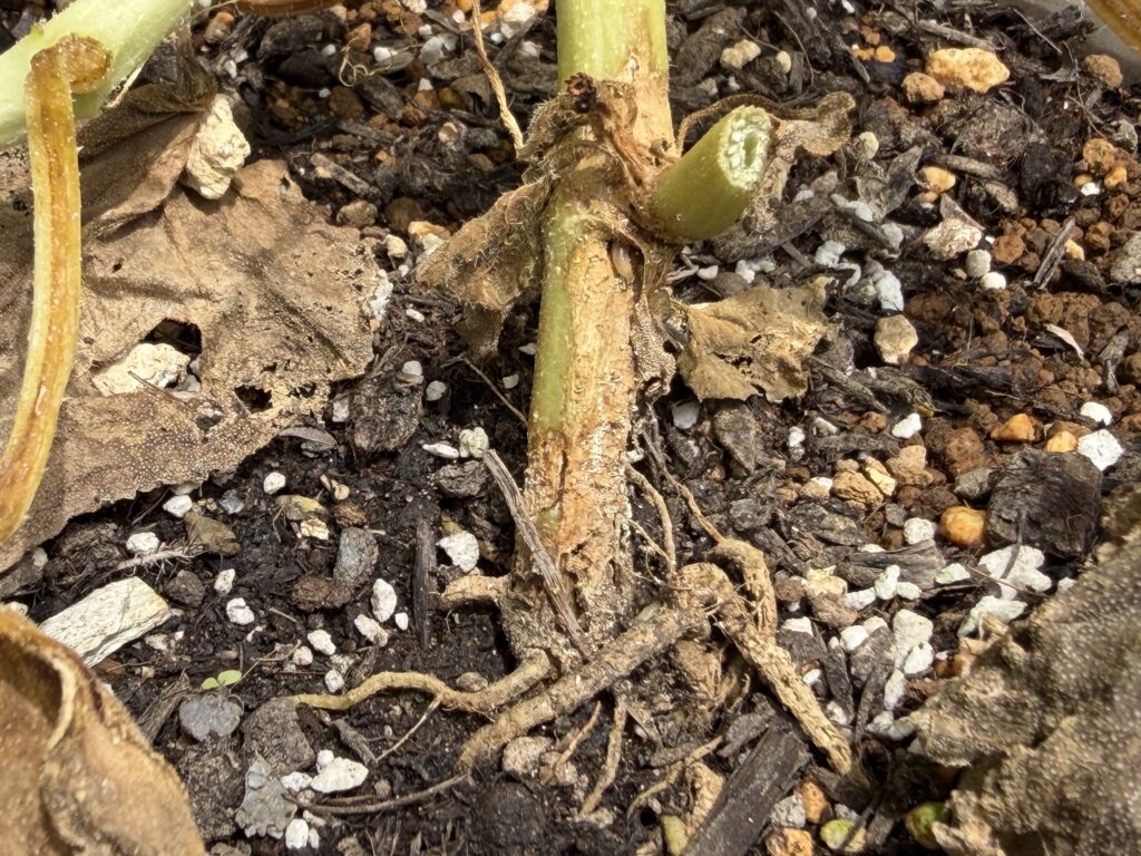 ころたんの株元の茎が茶色く傷んでいる様子