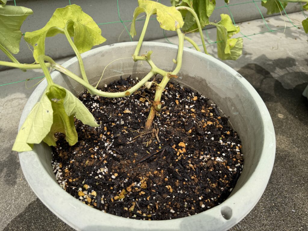 ころたんの株元周辺の枯れた葉や傷んだ葉を取り除いたあとの様子