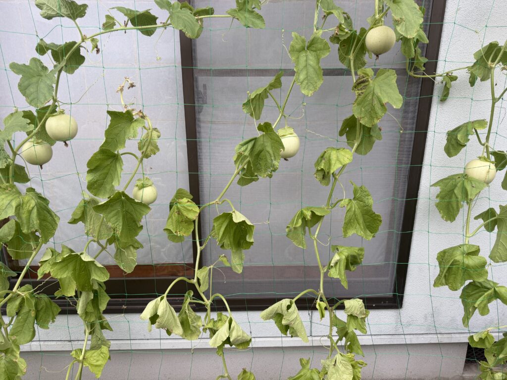 水やり後も葉がしおれたように垂れているころたんの株