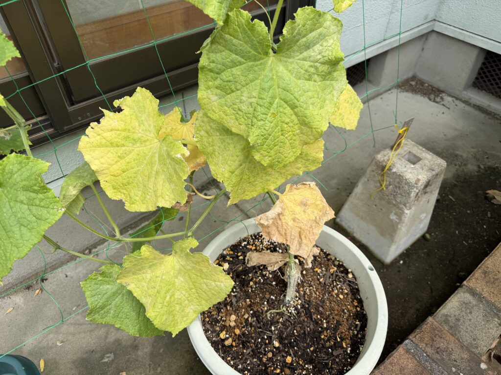 きゅうり夏すずみの株元付近で、黄色くなった葉や茶色く枯れた葉が出ている様子