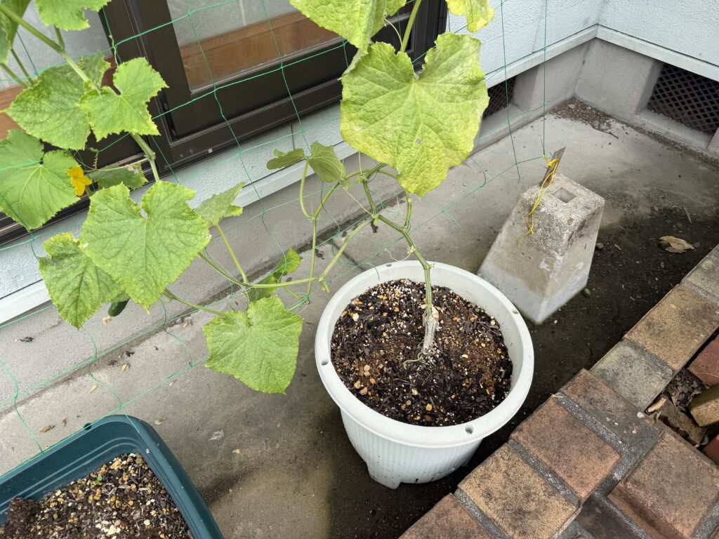 黄色くなった葉や枯れた葉を摘み取ったあとの、きゅうり夏すずみの株元まわりの様子