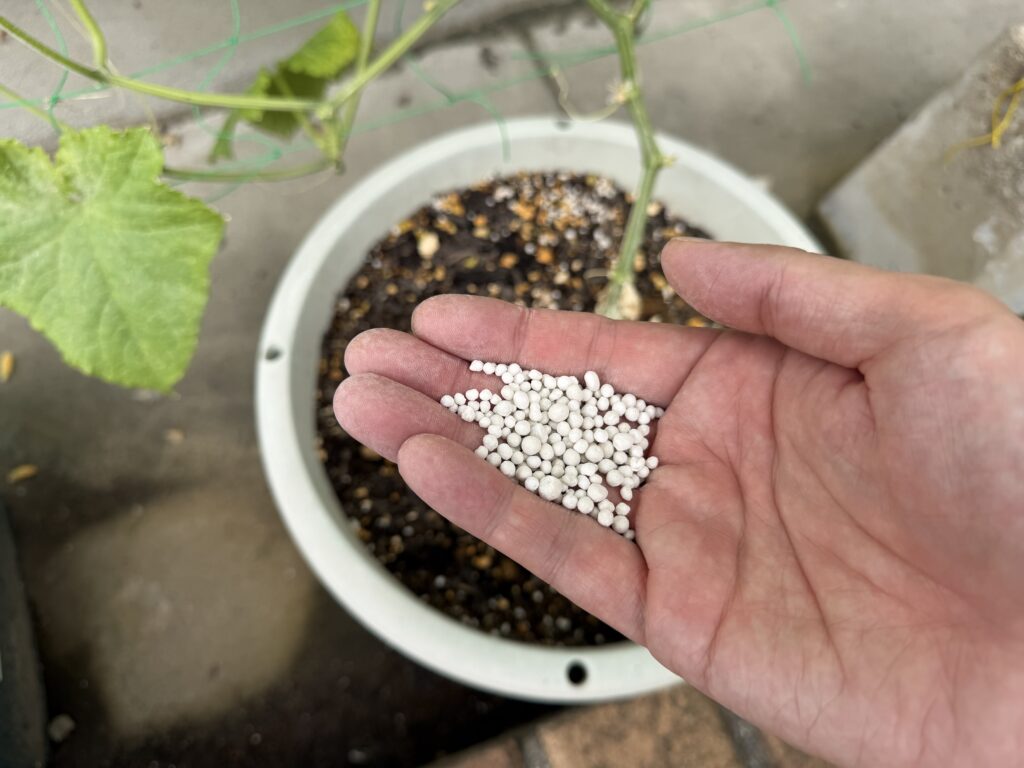きゅうり夏すずみの2回目の追肥に使う白い粒状肥料を、手のひらに出している様子
