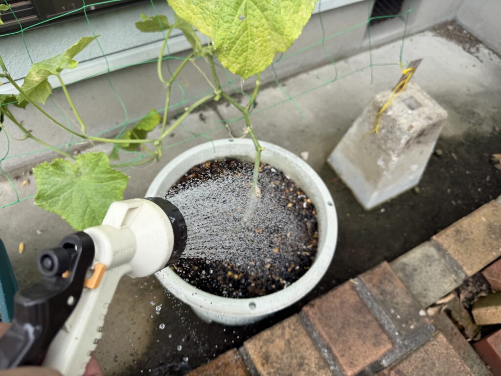 2回目の追肥後に、きゅうり夏すずみのプランターへ株元中心で水やりしている様子