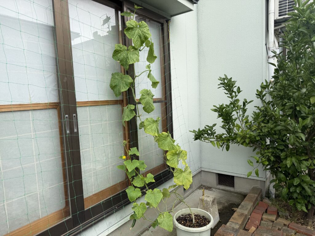 2回目の追肥と下葉整理を終えた、プランター栽培のきゅうり夏すずみ全体の様子